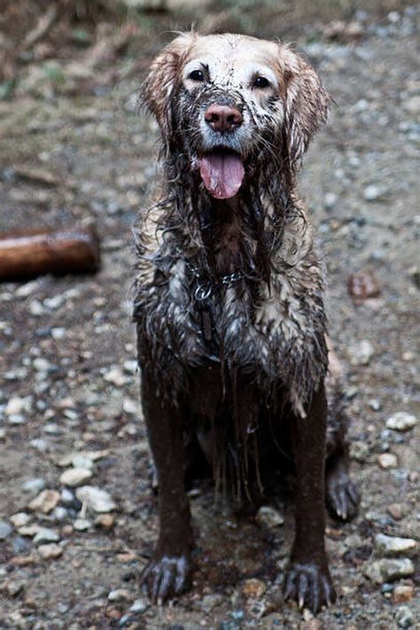 Muddy puppy. Things To Know About Muddy puppy. 